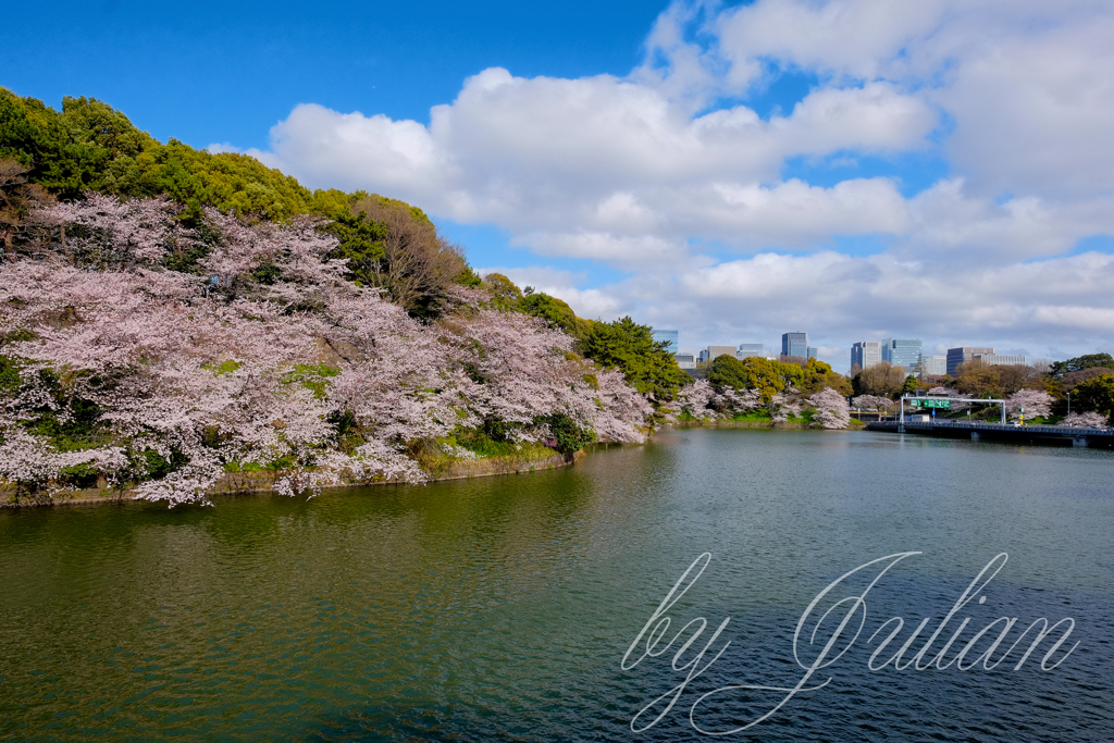 千鳥ヶ淵にて