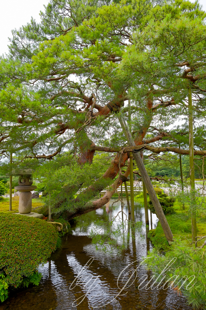 兼六園にて