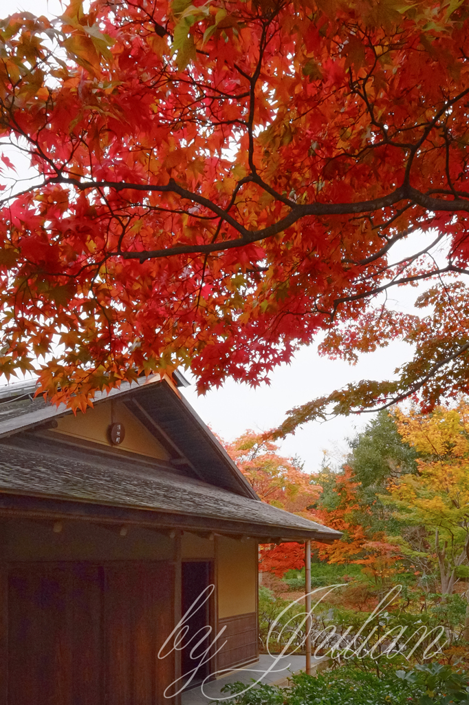 昭和記念公園の紅葉