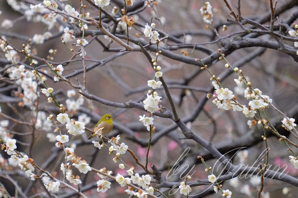 梅にウグイス（メジロ）