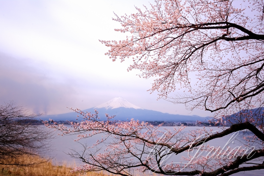 富士と桜