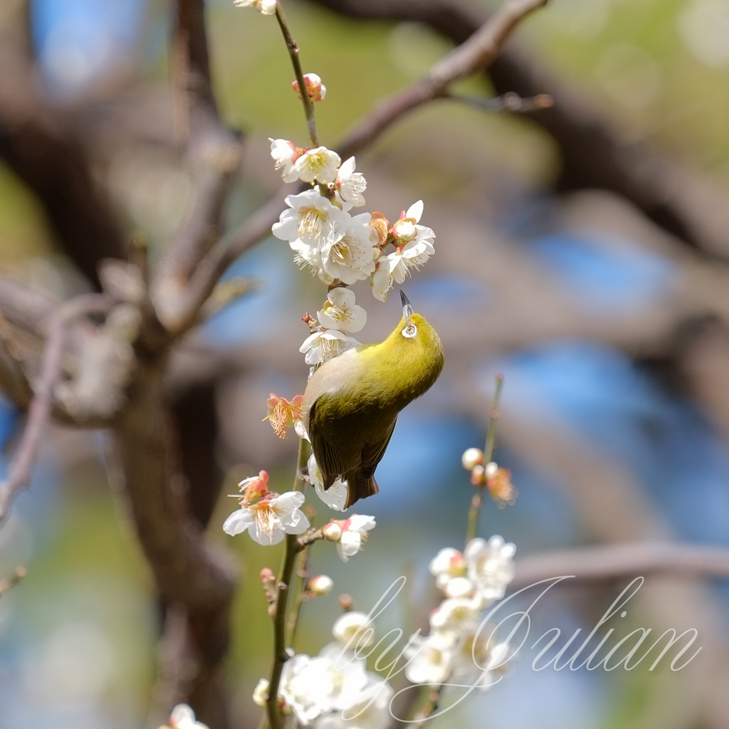 梅にウグイス（メジロ）