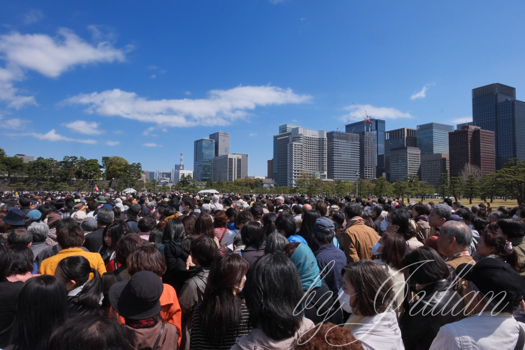 千代田城と桜