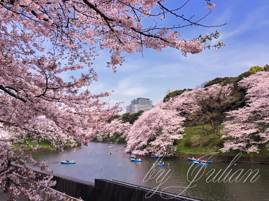 千鳥が淵にて