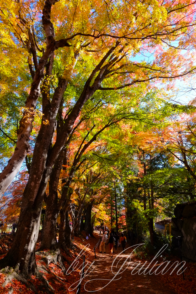 富士山と紅葉