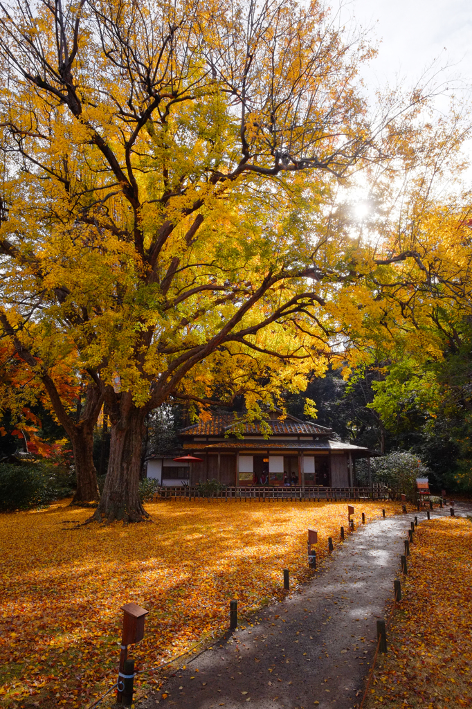 六義園の紅葉