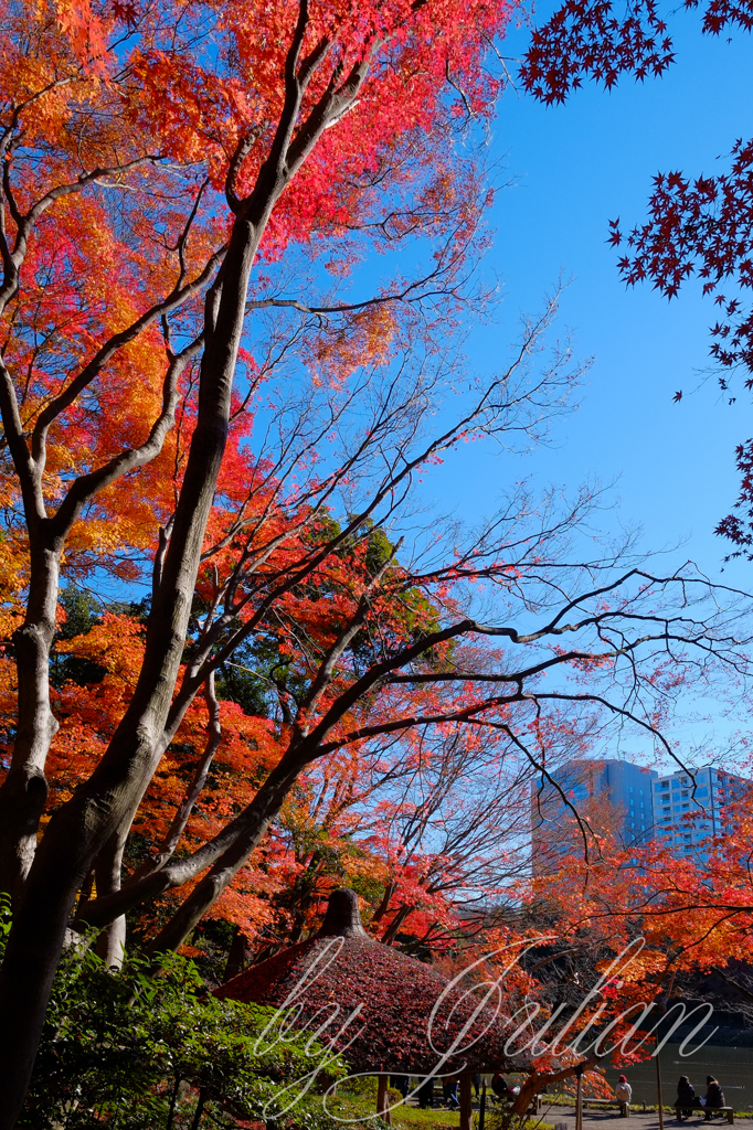 小石川後楽園の紅葉