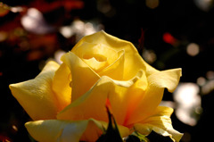 薔薇１