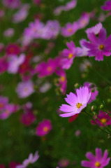 秋桜２