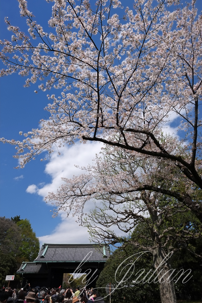 千代田城と桜