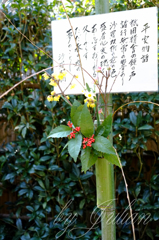 IN KAMAKURA