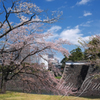 千代田城と桜