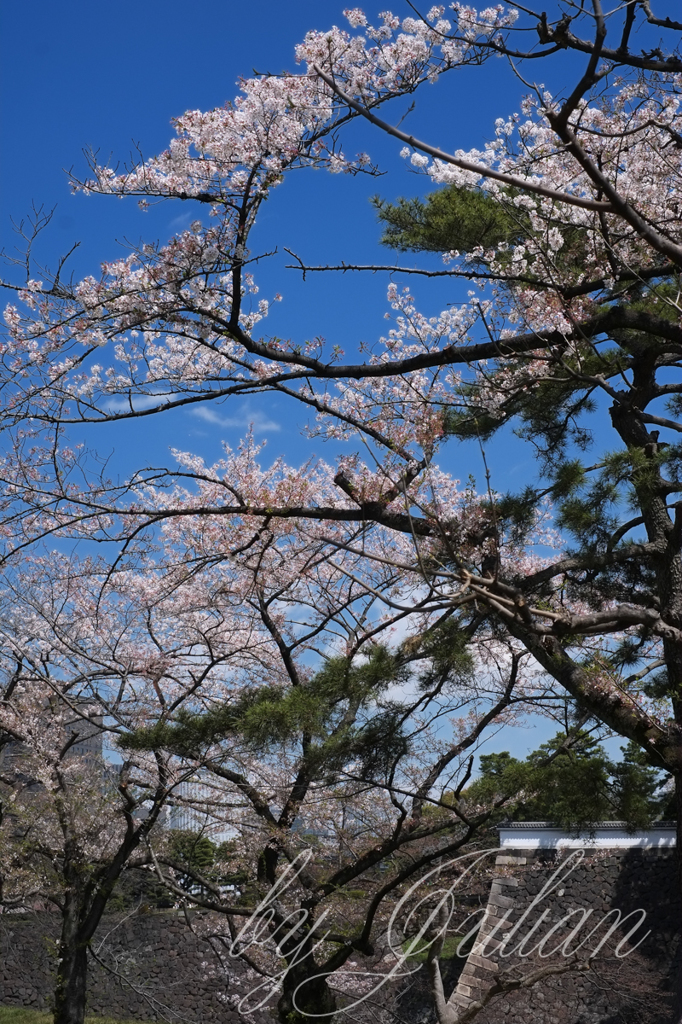 千代田城と桜