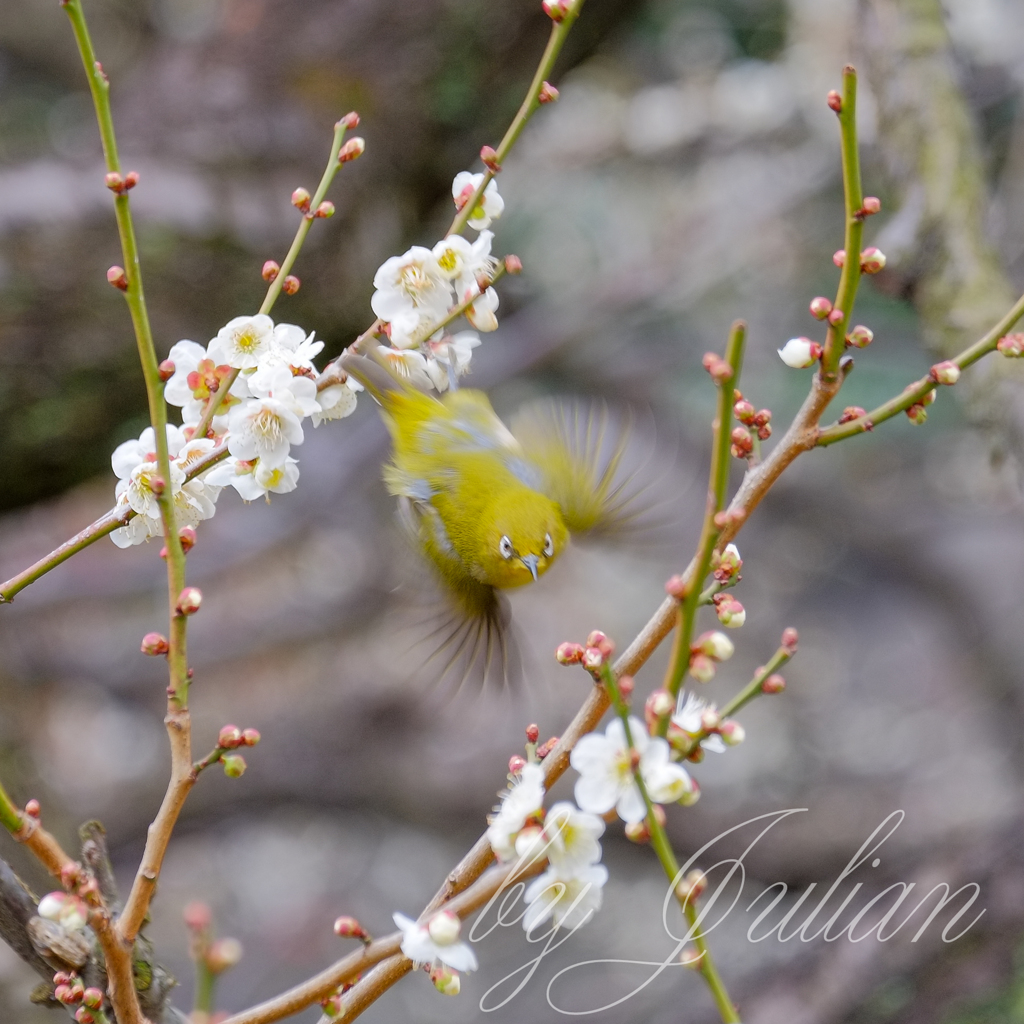 梅とウグイス（メジロ）