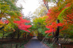 平林寺の紅葉