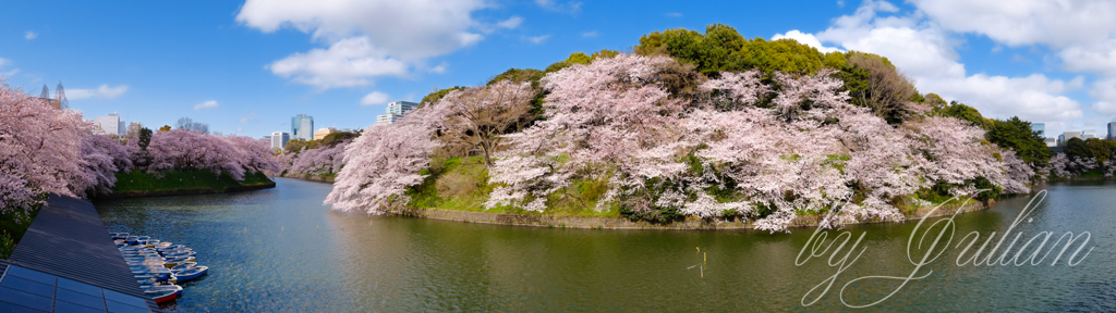 千鳥ヶ淵にて