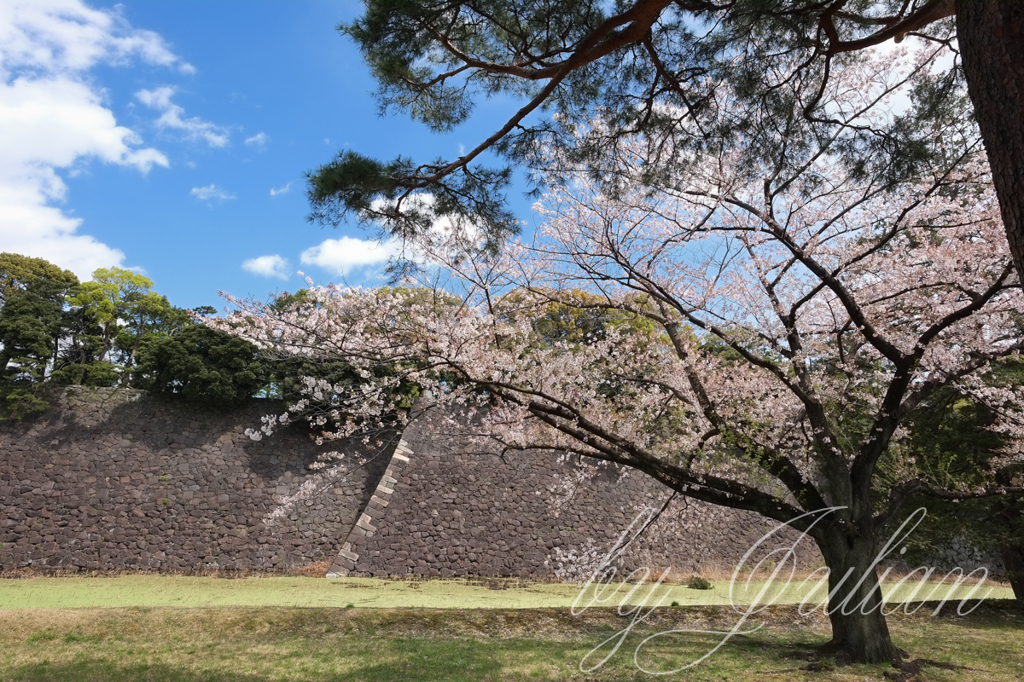 乾通りの桜