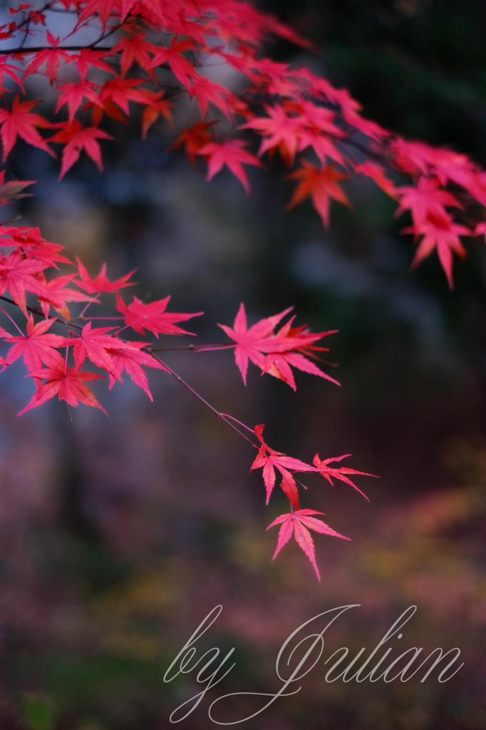 紅葉ツーリング　昇仙峡にて