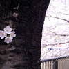 目黒川にて