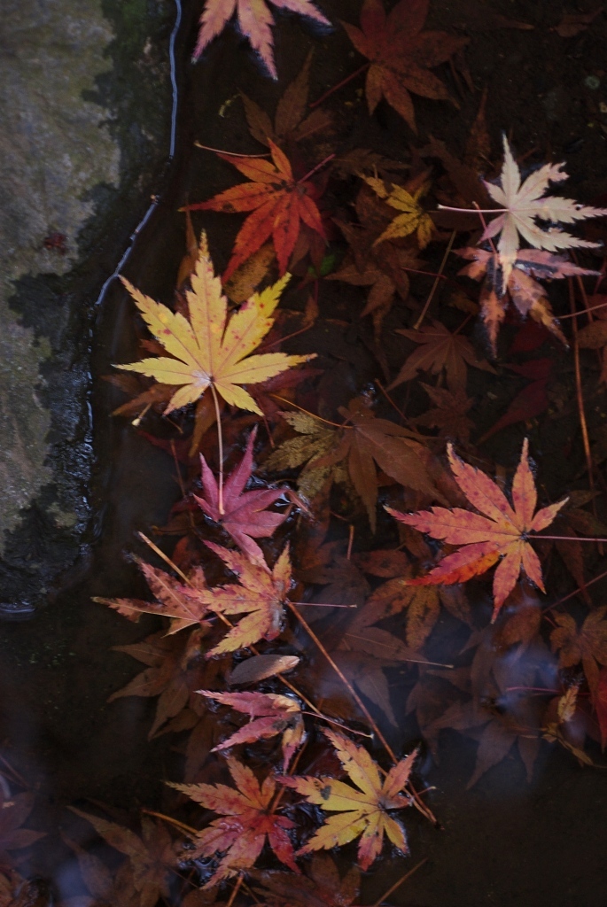 DSCF0325