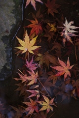 DSCF0325