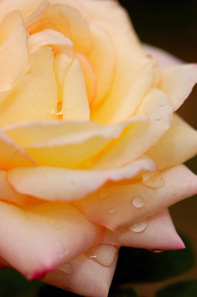 薔薇８