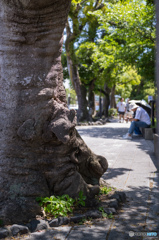 ゾウの脚？