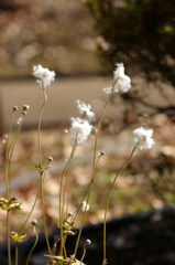 冬のシュウメイ菊