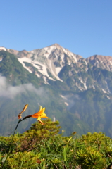朝日に照らされるニッコウキスゲと白馬鑓ヶ岳