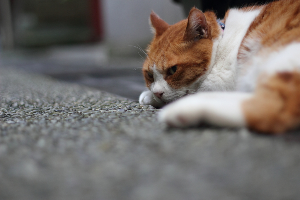 昼寝の邪魔するnya