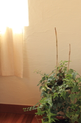 観葉植物