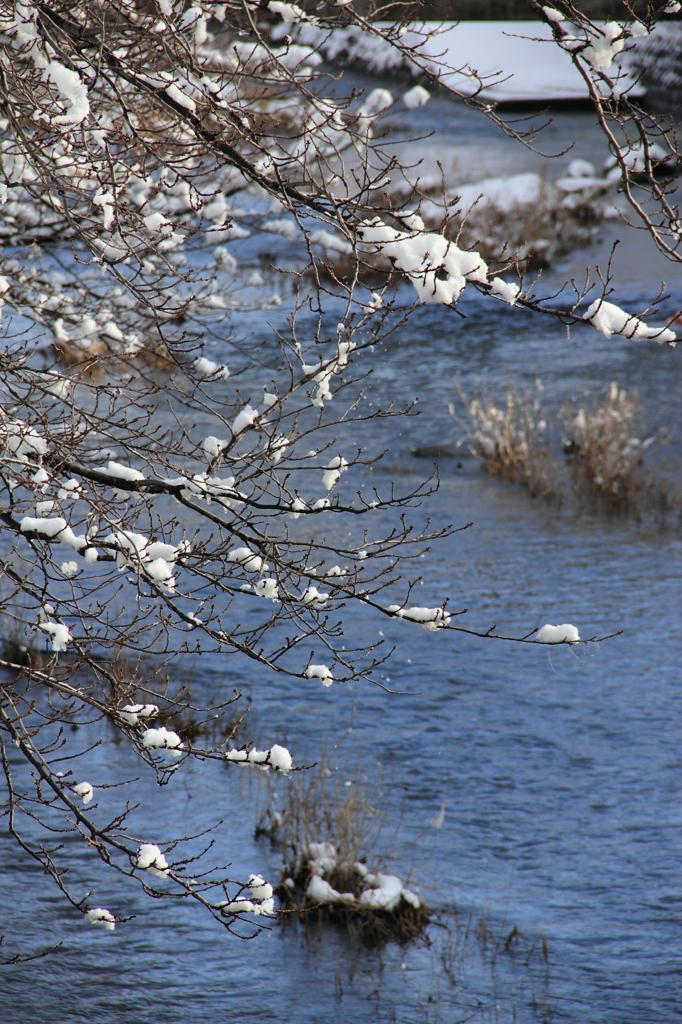 雪の華１