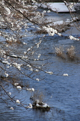 雪の華１