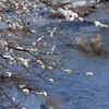 雪の華１