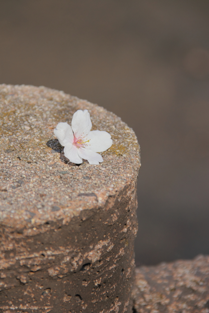 一輪の花びら