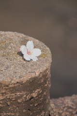 一輪の花びら