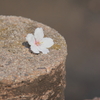 一輪の花びら