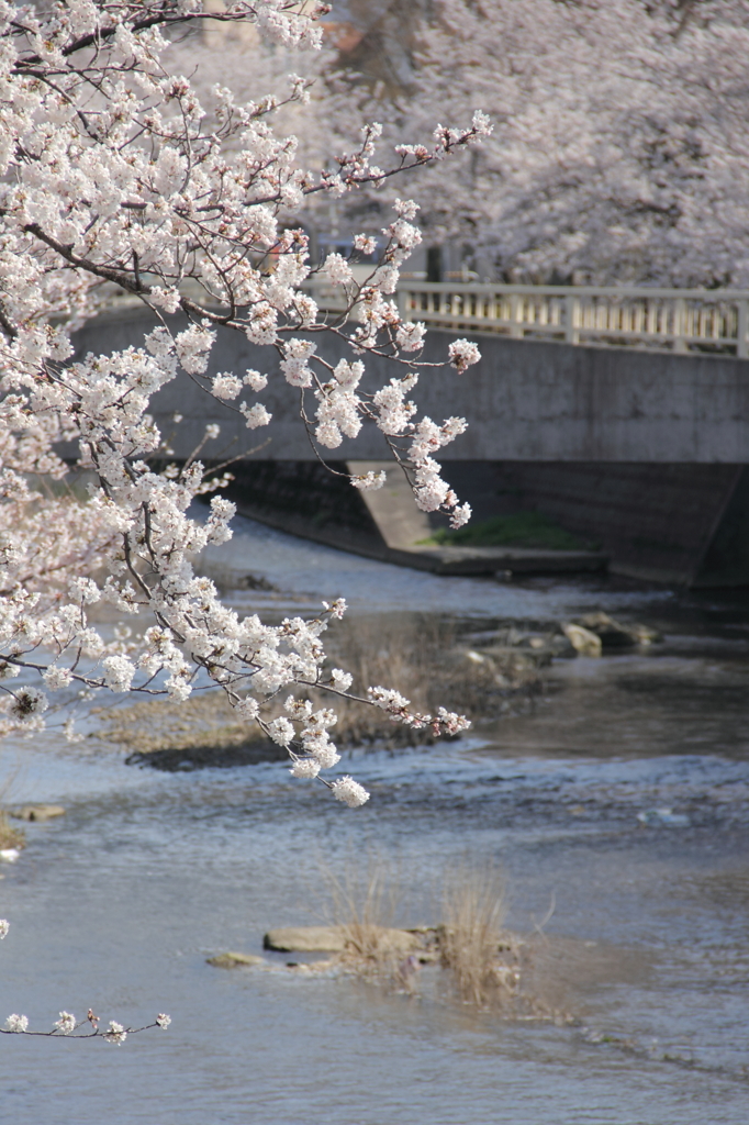 川沿いの桜並木