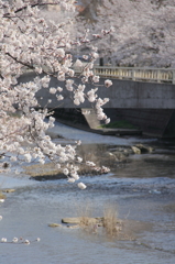 川沿いの桜並木