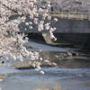 川沿いの桜並木