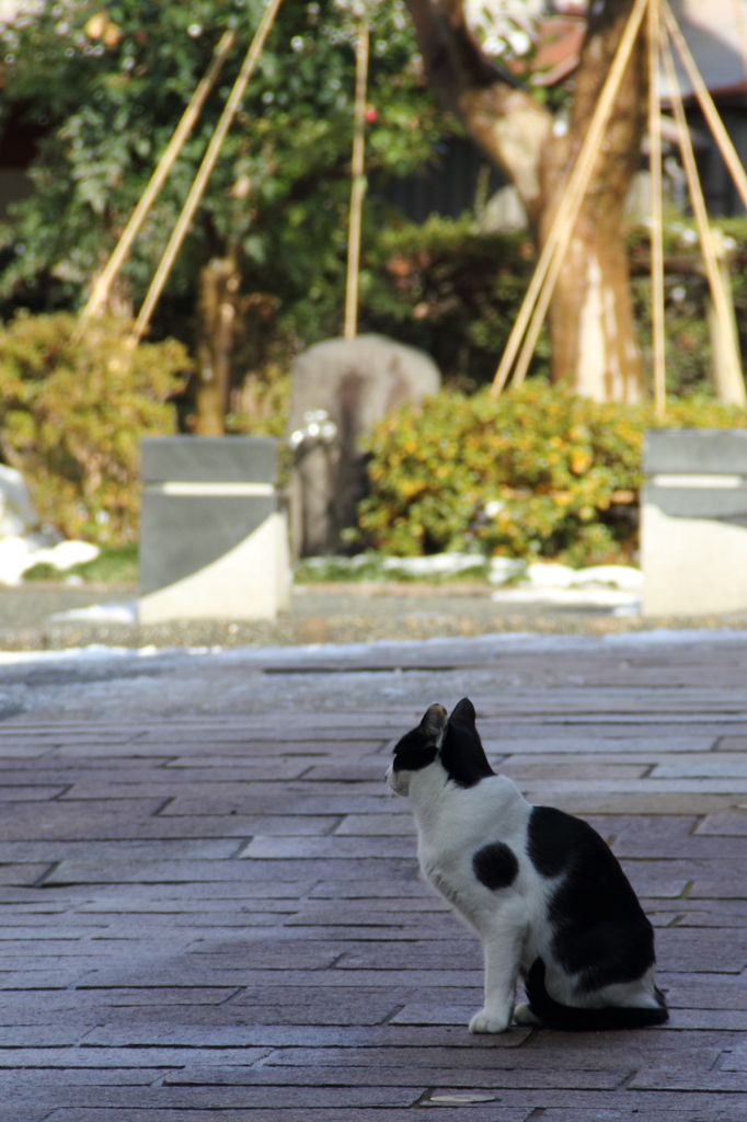 街角の猫