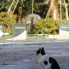街角の猫