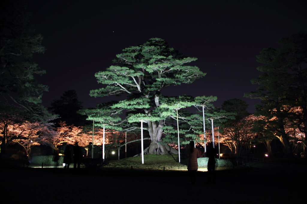 桜の中の松