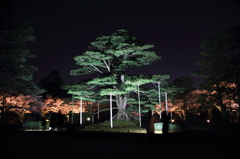 桜の中の松