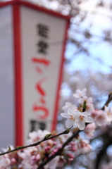 能登鹿島駅の桜１