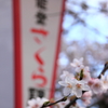 能登鹿島駅の桜１