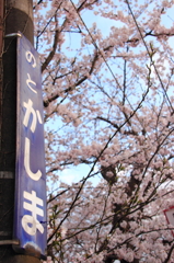 能登鹿島駅の桜２