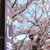 能登鹿島駅の桜２