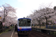 能登鹿島駅　桜のトンネル