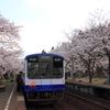 能登鹿島駅　桜のトンネル